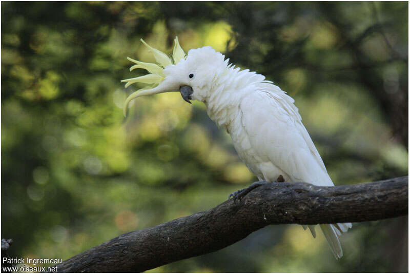 Sulphur-crested Cockatooadult, identification