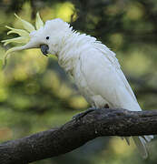 Sulphur-crested Cockatoo