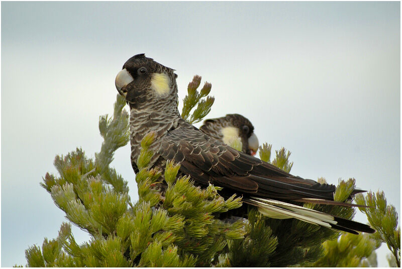 Carnaby's Black Cockatoo female adult