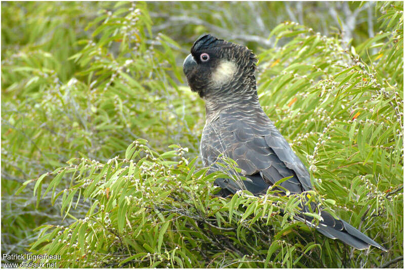 Carnaby's Black Cockatoo male adult, identification