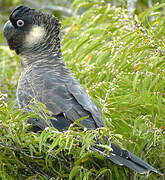 Carnaby's Black Cockatoo