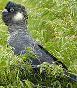 Carnaby's Black Cockatoo