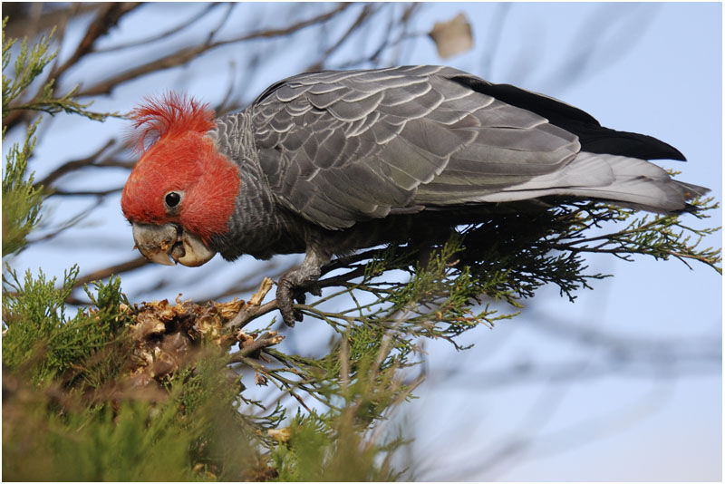 Gang-gang Cockatoo male adult