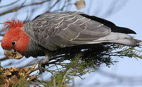 Gang-gang Cockatoo