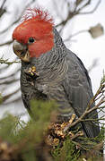 Gang-gang Cockatoo