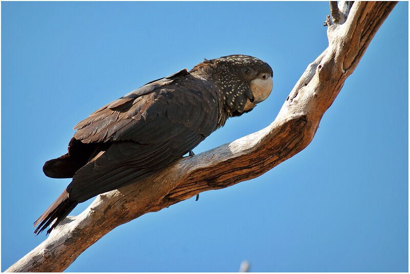 Red-tailed Black Cockatoo female adult