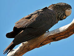 Red-tailed Black Cockatoo