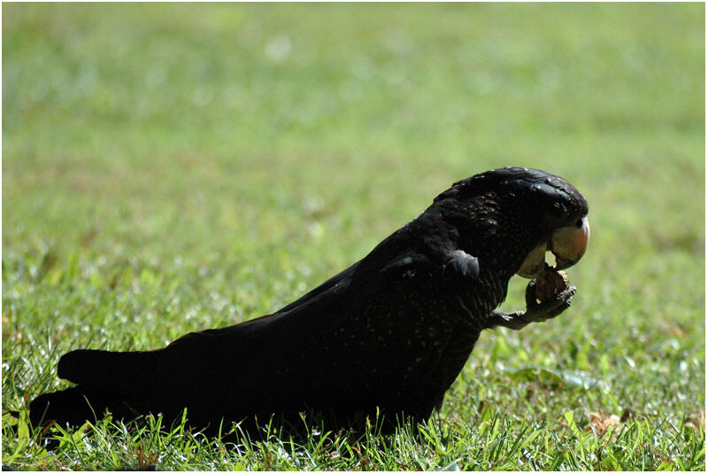 Red-tailed Black Cockatoo female adult, eats