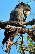 Red-tailed Black Cockatoo