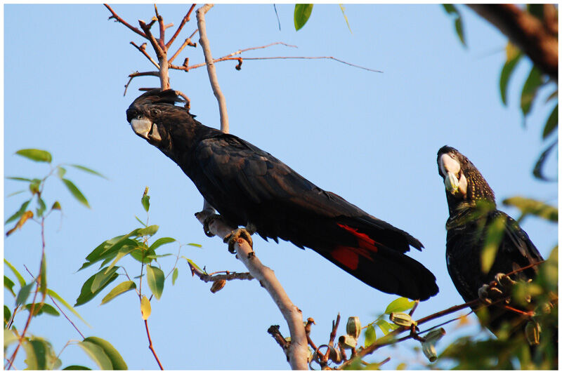 Red-tailed Black Cockatoo adult