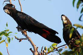 Red-tailed Black Cockatoo