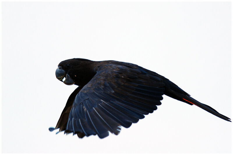 Red-tailed Black Cockatoo male adult