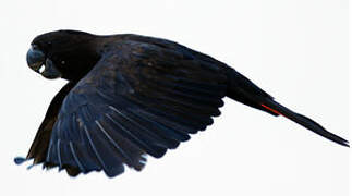 Red-tailed Black Cockatoo