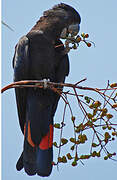 Red-tailed Black Cockatoo