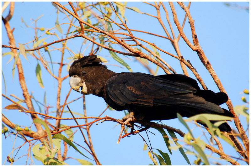 Red-tailed Black Cockatoo male adult