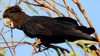 Red-tailed Black Cockatoo