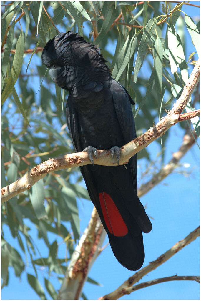 Red-tailed Black Cockatoo