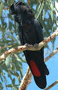 Red-tailed Black Cockatoo