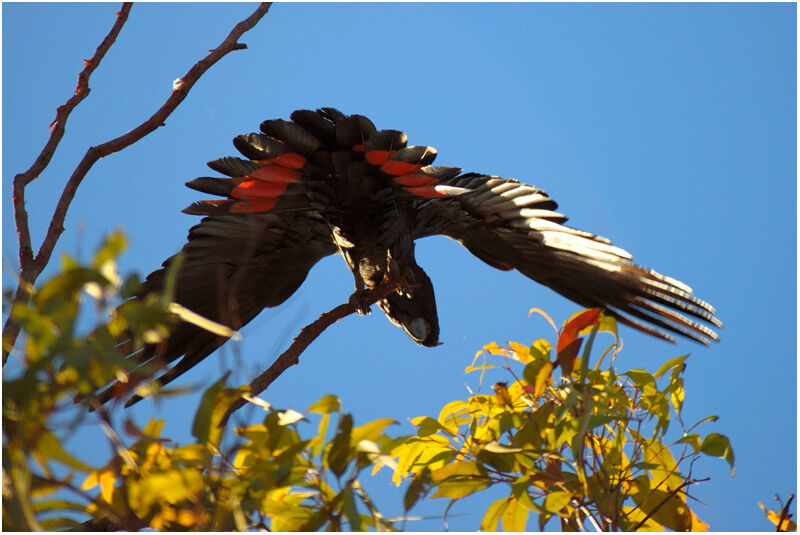 Red-tailed Black Cockatooadult