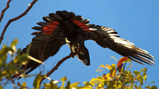 Red-tailed Black Cockatoo