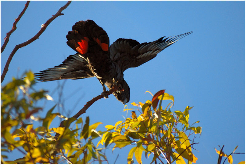 Red-tailed Black Cockatooadult