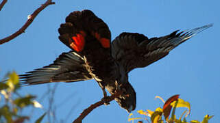 Red-tailed Black Cockatoo