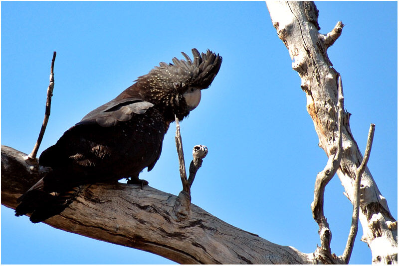 Red-tailed Black Cockatoo female adult