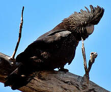 Red-tailed Black Cockatoo