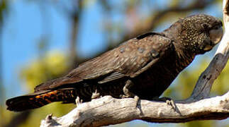 Red-tailed Black Cockatoo