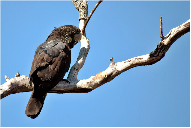 Red-tailed Black Cockatoo female adult