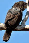 Red-tailed Black Cockatoo