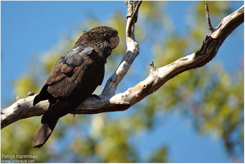 Red-tailed Black Cockatoo female adult, identification