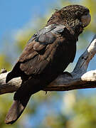 Red-tailed Black Cockatoo