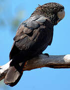 Red-tailed Black Cockatoo