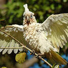 Cacatoès corella