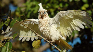 Cacatoès corella