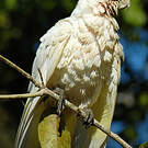 Cacatoès corella