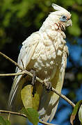 Little Corella