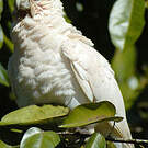 Cacatoès corella