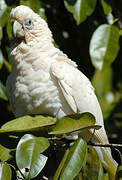 Cacatoès corella