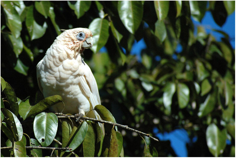 Cacatoès corellaadulte