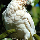 Cacatoès corella