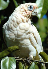 Cacatoès corella