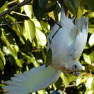 Cacatoès corella