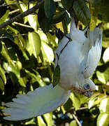 Little Corella