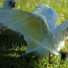 Cacatoès corella