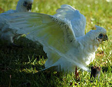 Cacatoès corella