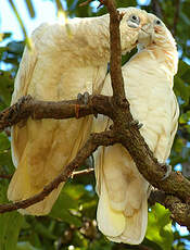 Cacatoès corella