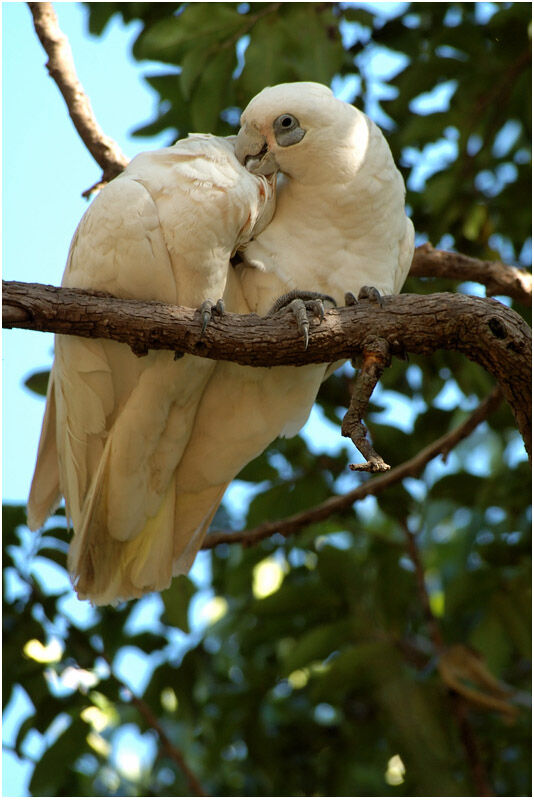 Cacatoès corellaadulte