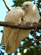 Little Corella